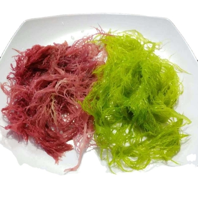 Algues séchées congelées Tosaka en rouge vert aromatisé assaisonné