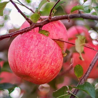 90% de maturité Fraîche pomme de Fuji Meilleur et plus commun type de culture
