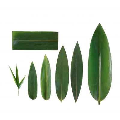Servir des sushis avec des enveloppes de feuilles de bambou fraîches et naturelles
