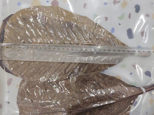 Servir des sushis avec des enveloppes de feuilles de bambou fraîches et naturelles