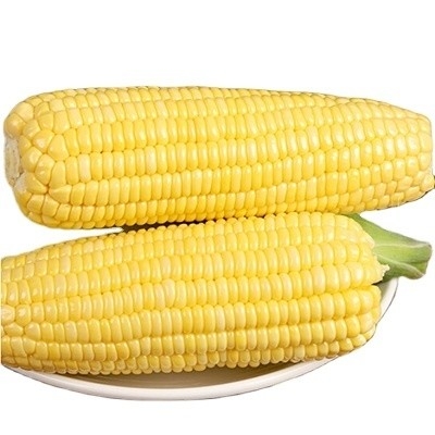Conservation de maïs gluant sucré avec goût sucré naturel et durée de conservation de 24 mois