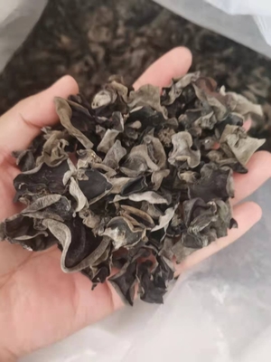 Type de stockage séché à froid Champignon noir séché pour la médecine traditionnelle chinoise