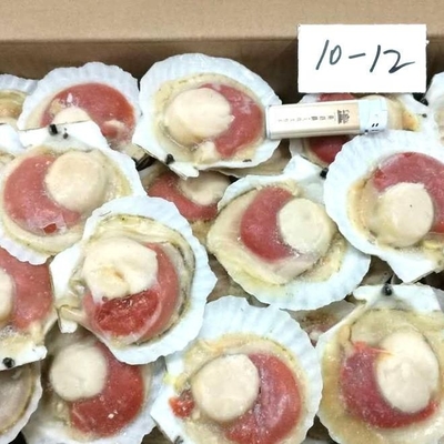 C'est pourquoi il est fortement recommandé de congeler les coquillages à demi-coquille avec un procédé de congélation BQF.