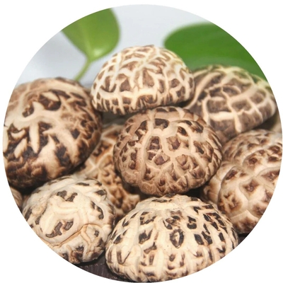 Extrait de champignon à crinière de lion brun Champignon shiitake séché 1 kg par sac