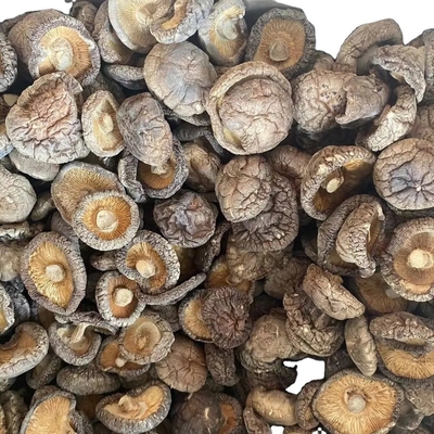 Extrait de champignon à crinière de lion brun Champignon shiitake séché 1 kg par sac