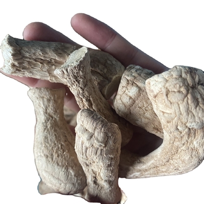 Champignons en vrac Tête de shiitake pour les champignons séchés