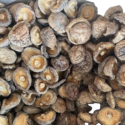 Champignons en vrac Tête de shiitake pour les champignons séchés